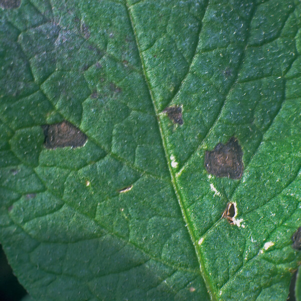 Alternaria Dürrefelcken