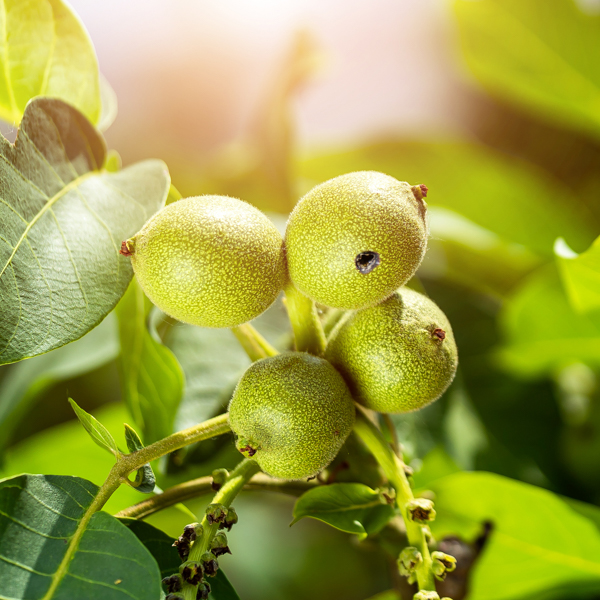 Apfelwickler Walnuss