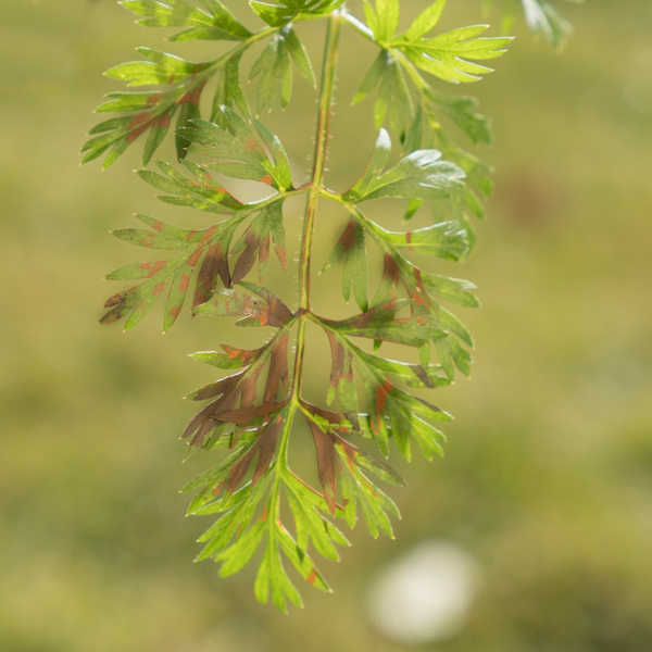 Blattfleckenkrankheit Möhre