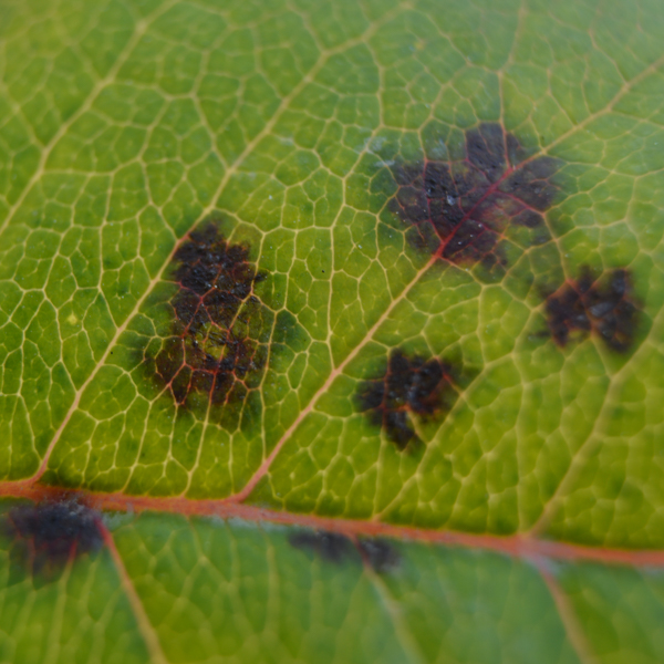 Blattfleckenkrankheit Zwetschke