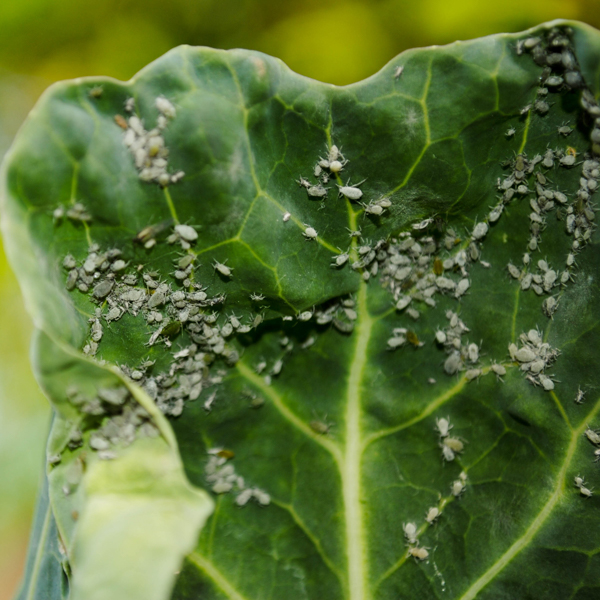 Blattlaus Blumenkohl