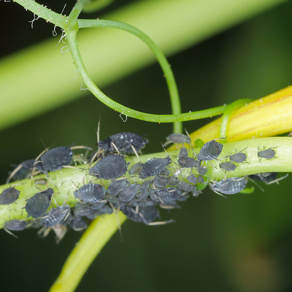 Blattlaus Bohne