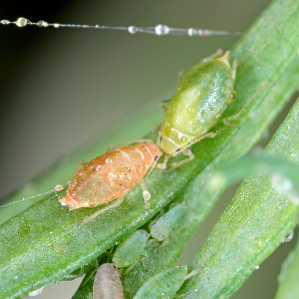 Blattlaus Möhre