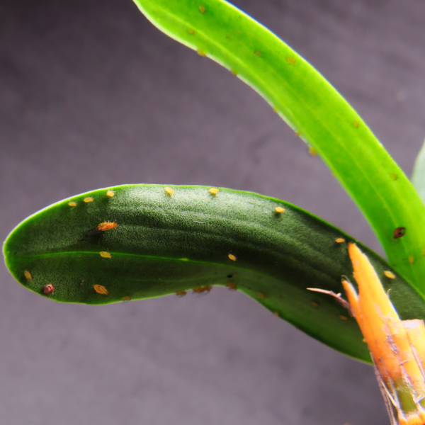 Blattlaus Orchidee