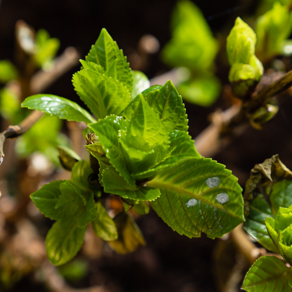 Echter Mehltau Hortensie