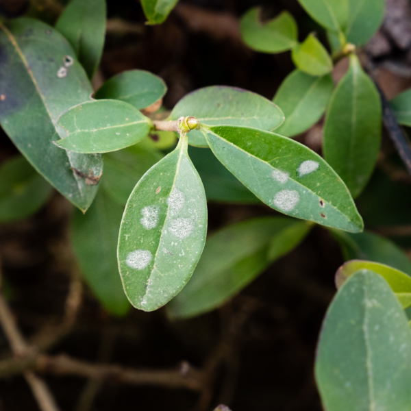 Echter Mehltau Liguster