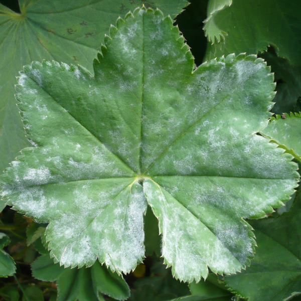 Echter Mehltau Sommerblumen