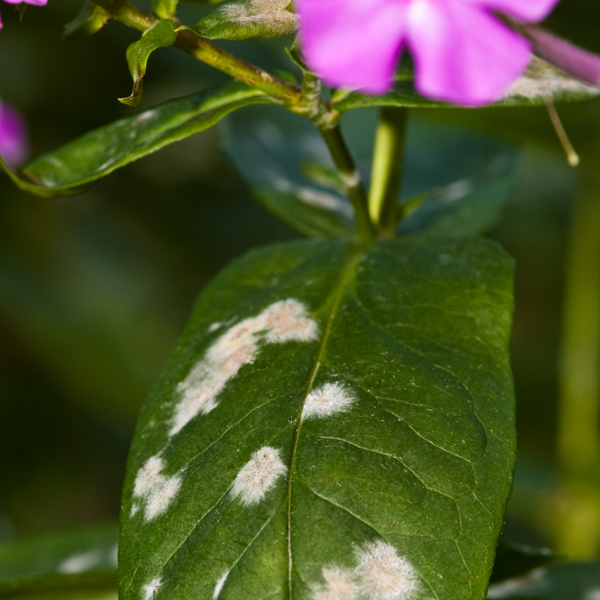 Echter Mehltau Zimmerpflanzen