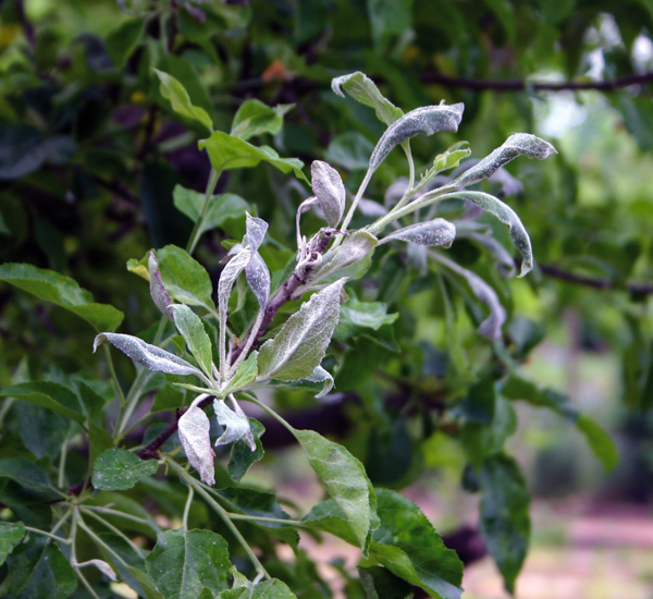 Echter Mehltau Birne