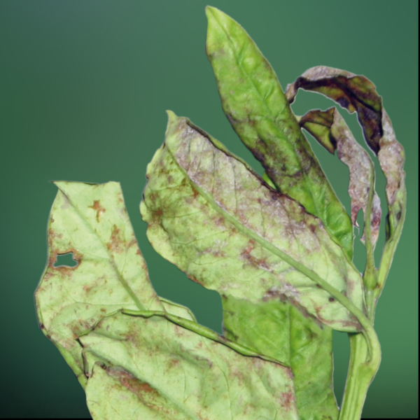 Echter Mehltau Kirschlorbeer