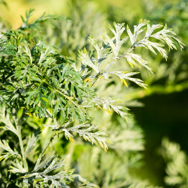 Echter Mehltau Möhre