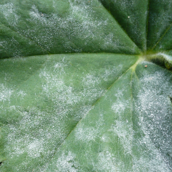 Echter Mehltau Rosenkohl