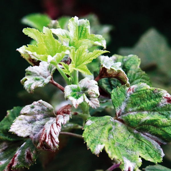 Echter Mehltau Stachelbeere