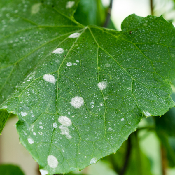 Echter Mehltau Gurke