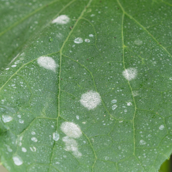 Echter Mehltau Salat