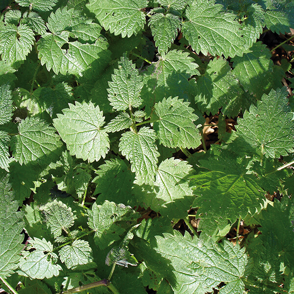 einjährige Brennessel