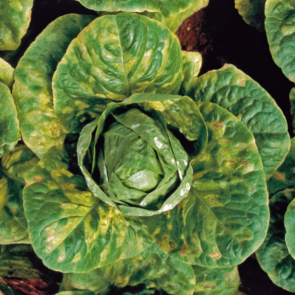 Falscher Mehltau Salat