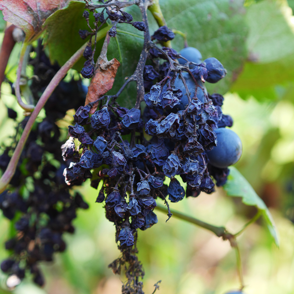 Falscher Mehltau Wein