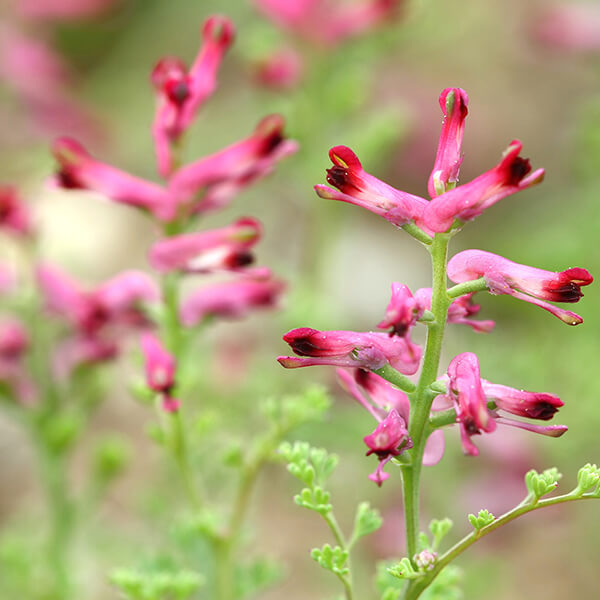 Gewöhnlicher Erdrauch