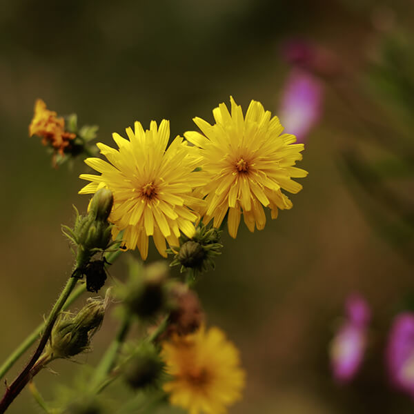 Gewöhnliches Bitterkraut
