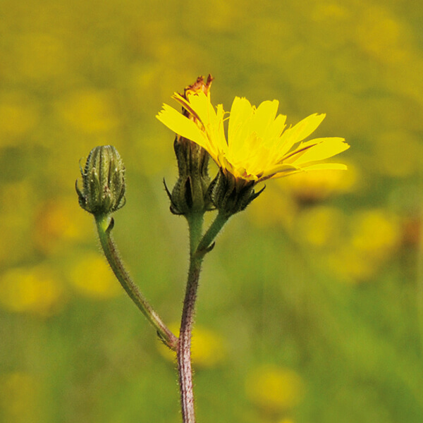 Gewöhn. Ferkelkraut