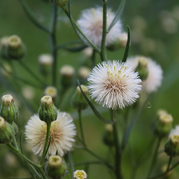 Kanadisches Berufskraut
