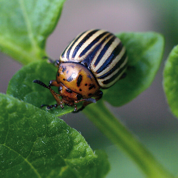 Kartoffelkäfer