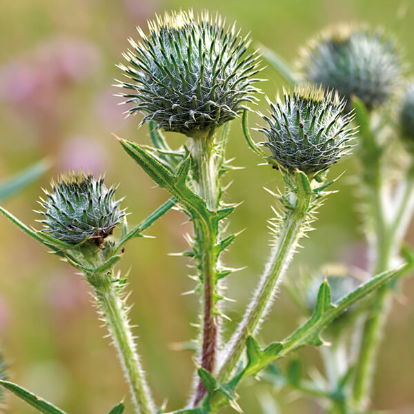 Kratzdistel