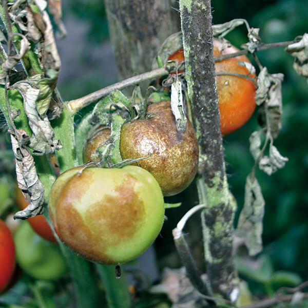 Kraut- und Braunfäule
