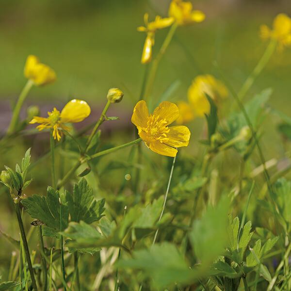 Kriechender Hahnenfuß