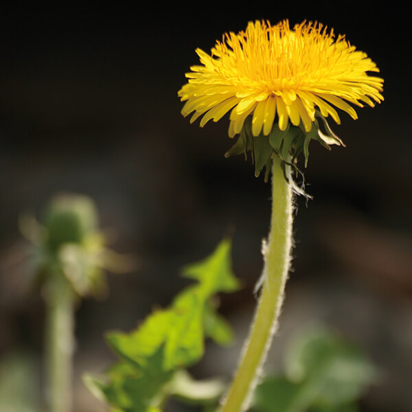 Löwenzahn