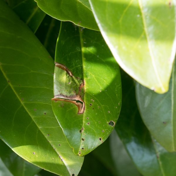 Miniermotte Kirschlorbeer