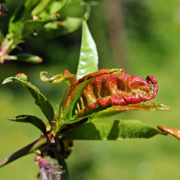 Pfirsichkräuselkrankheit