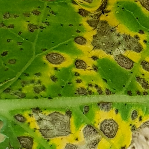 Ringfleckenkrankheit