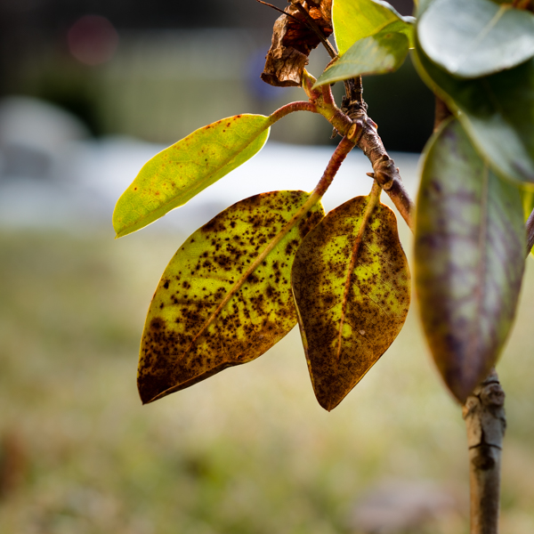 Rost Rhododendron