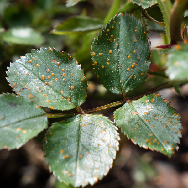 Rost Sträucher/ Blumen