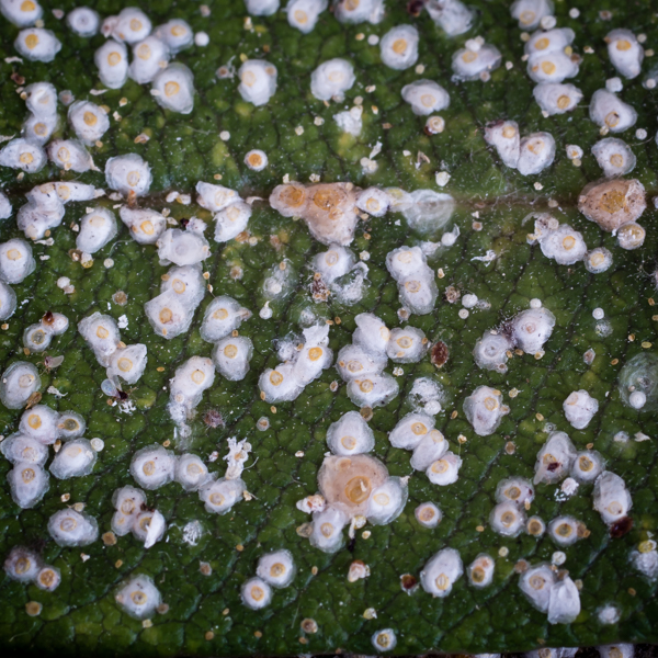 Schildlaus Sommerblumen