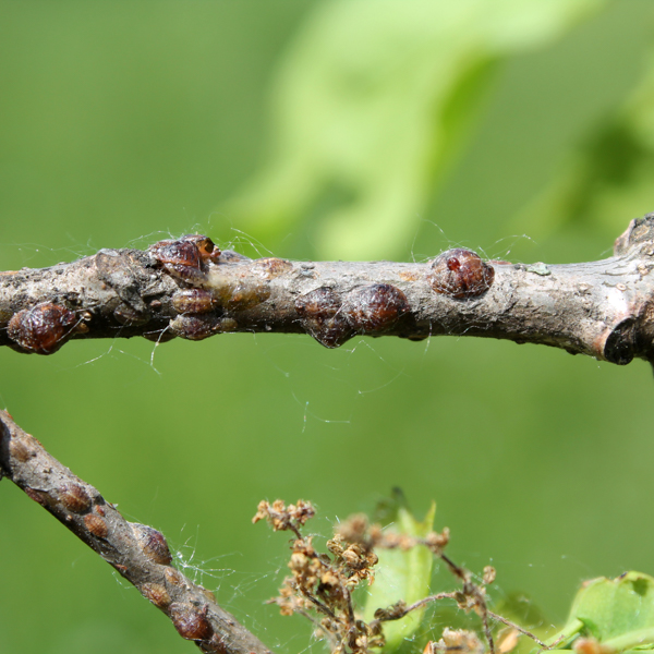 Schildlaus Tanne/ Fichte