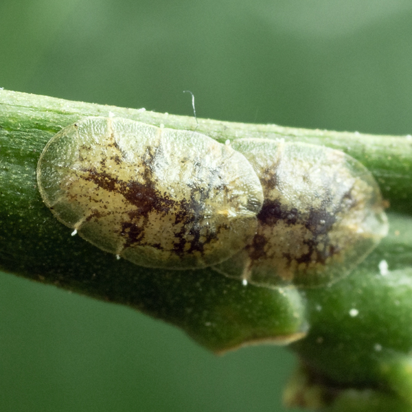 Schildlaus Ziergehölze