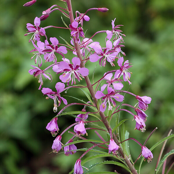 Schmalblättriges Weidenröschen