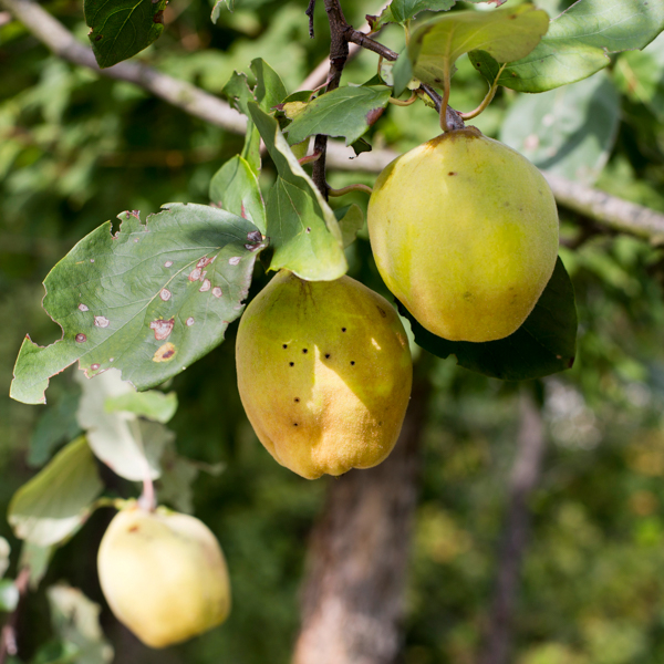Schorf Quitte