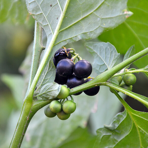 Schwarzer Nachtschatten