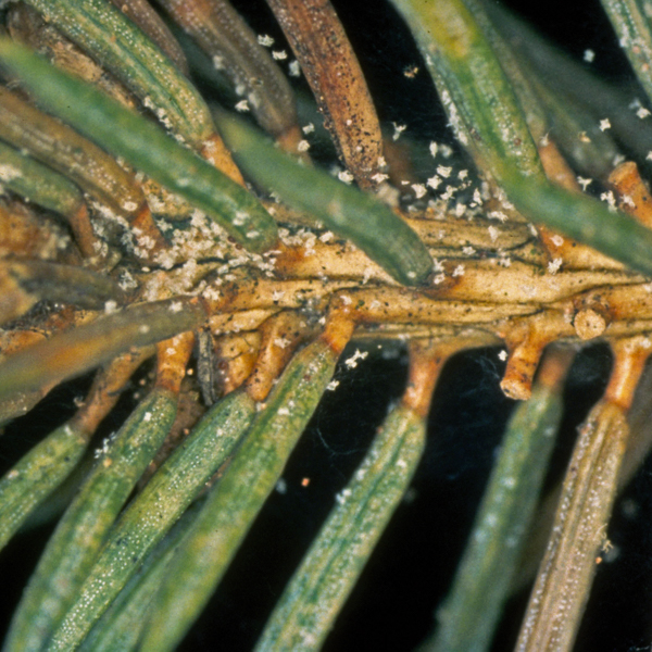 Spinnmilbe Koniferen