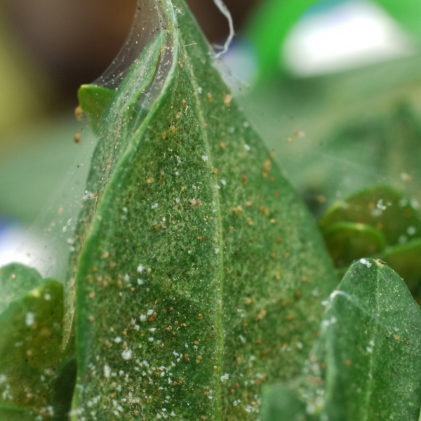 Spinnmilbe Ziergehölze