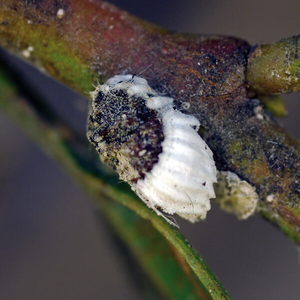 Wollige Napfschildlaus