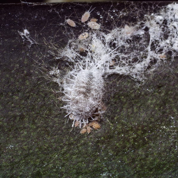 Wolllaus Sommerblumen