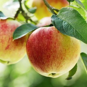 Frische Äpfel am Apfelbaum