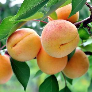 Reife Aprikosen am Baum