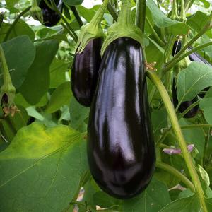 Auberginenpflanze mit schwarzer Frucht