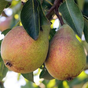 Knackige Birnen am Baum